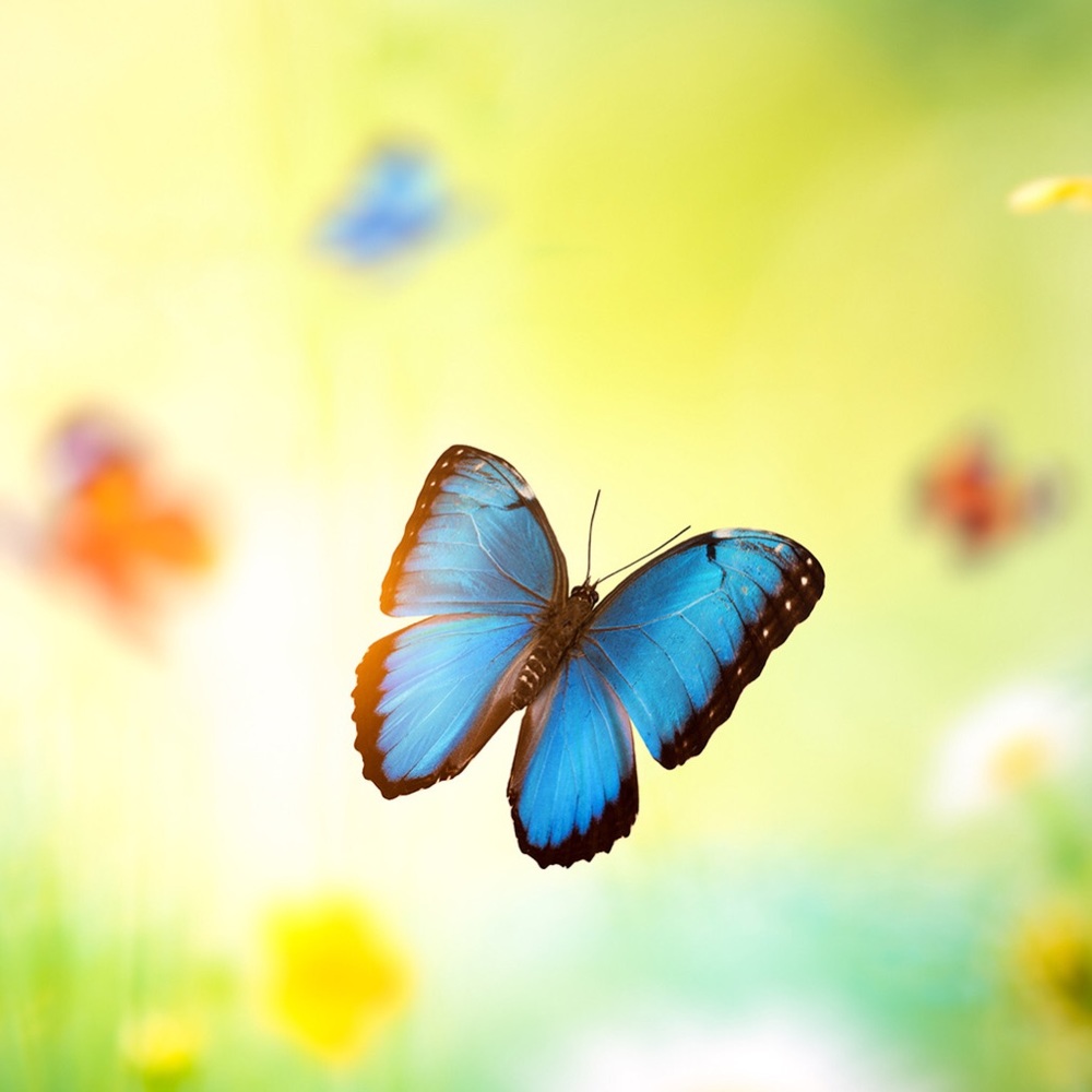 Meet your Posher, Sophia